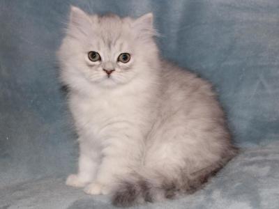 Chinchilla Silver Male Persian Kitten LONDON - Persian - Gallery Photo #1