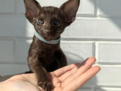 Oriental Shorthair Blue Collar - Oriental - Gallery Photo #1