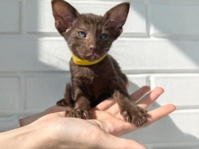 Oriental Shorthair Yellow Collar - Oriental - Gallery Photo #1