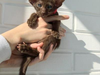 Oriental Shorthair Red Collar - Oriental - Gallery Photo #1
