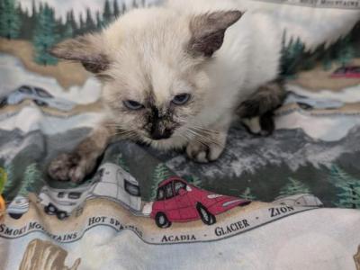 Siamese Polydactyl Female - Siamese - Gallery Photo #1