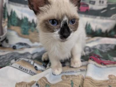 Male Siamese Kittens - Siamese - Gallery Photo #1