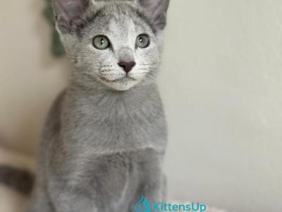 Nadia - Russian Blue - Gallery Photo #1