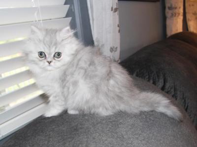 Female Shaded Silver Persian Kitten Ophelia - Persian - Gallery Photo #1