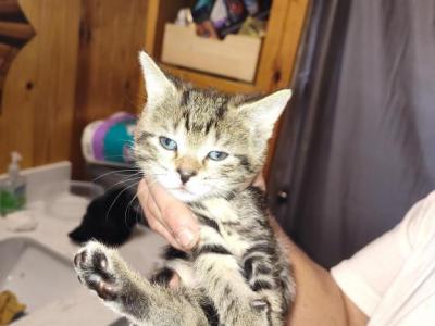 No Names Yet - Domestic - Gallery Photo #1