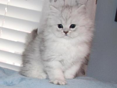 Chinchilla Silver Female Persian Kitten Pearl - Persian - Gallery Photo #1