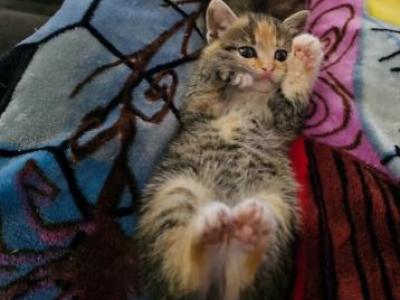 Free Kittens - Domestic - Gallery Photo #1