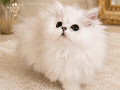 Purrfect Boy - Persian - Gallery Photo #1