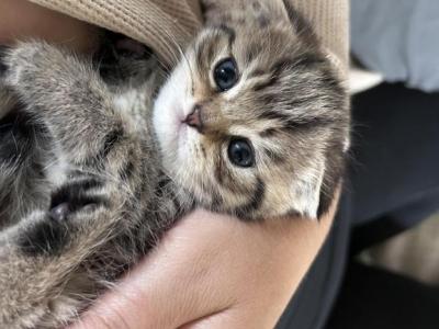 Jasmine - Scottish Fold - Gallery Photo #1