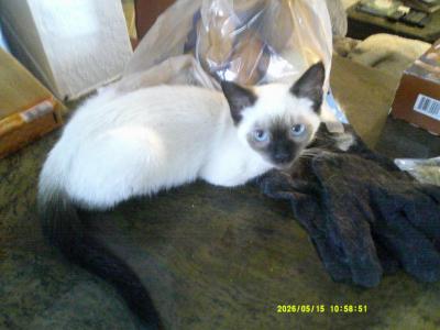 Kitten 1 - Siamese - Gallery Photo #1