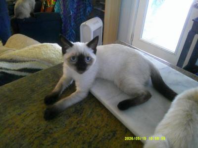 Kitten 2 - Siamese - Gallery Photo #1