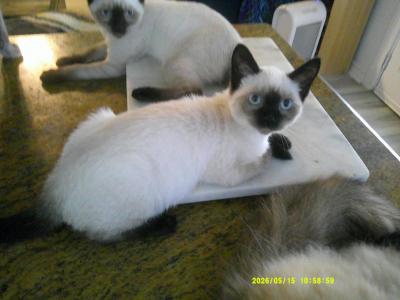 Kitten 3 - Siamese - Gallery Photo #1