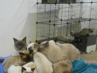 DOWNSIZING Cattery - Siamese - Gallery Photo #1