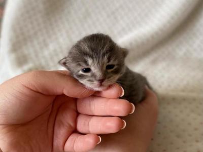 Domestic Kittens - Domestic - Gallery Photo #1
