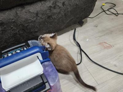 Charcoal Mink - Bengal - Gallery Photo #1
