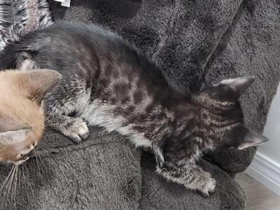 Charcoal - Bengal - Gallery Photo #1
