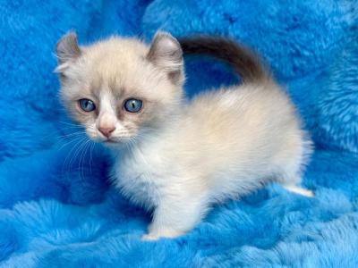 Sparkles - Munchkin - Gallery Photo #1