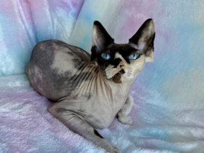 Bootsy - Sphynx - Gallery Photo #1