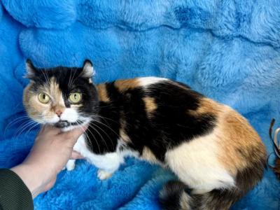Hope - Munchkin - Gallery Photo #1