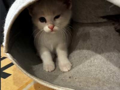 Walnut - Maine Coon - Gallery Photo #1