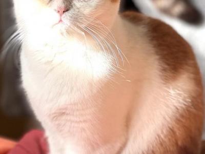 Oscar - British Shorthair - Gallery Photo #1