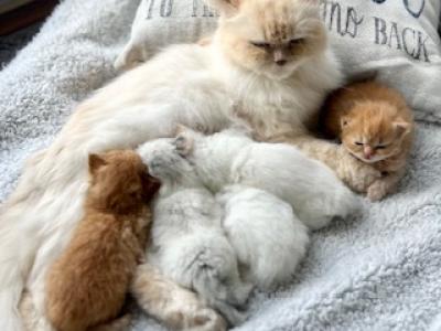 Spring Kittens - Persian - Gallery Photo #1