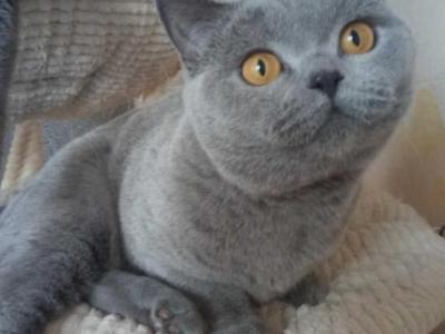 Nella - British Shorthair - Gallery Photo #1