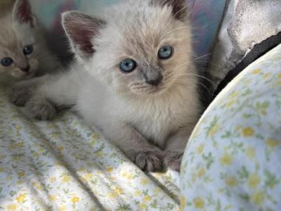 Lynx & Flame Point Litter - Siamese - Gallery Photo #1