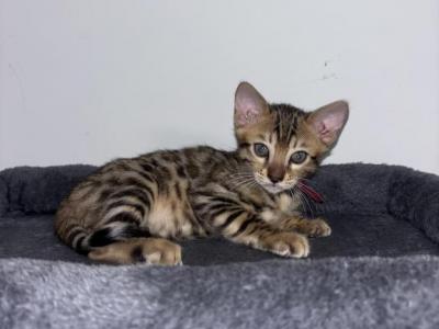Neo - Bengal - Gallery Photo #1