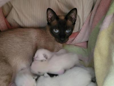 SIAMESE Spring Litters - Siamese - Gallery Photo #1