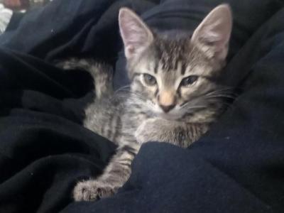 Toygar Tabby Mix - Toyger - Gallery Photo #1