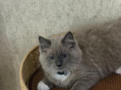 Bingo - Ragdoll - Gallery Photo #1