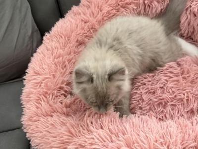Kiki - Ragdoll - Gallery Photo #1