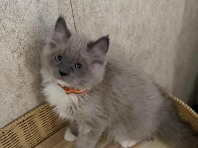 Taco - Ragdoll - Gallery Photo #1