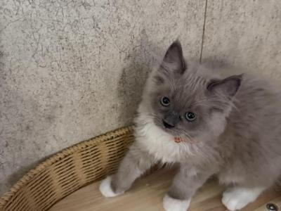 Taco - Ragdoll - Gallery Photo #1
