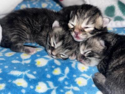 Persian X Mainecoon - Persian - Gallery Photo #1