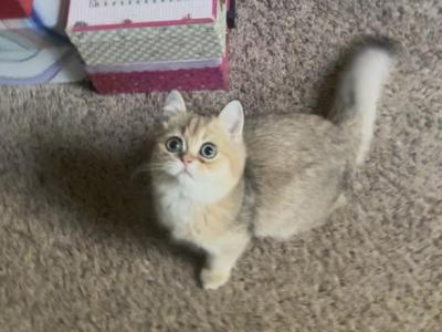 Hans - British Shorthair - Gallery Photo #1