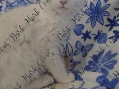 Nova Littles - Maine Coon - Gallery Photo #1