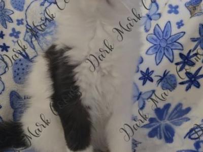 Cloud Littles - Maine Coon - Gallery Photo #1
