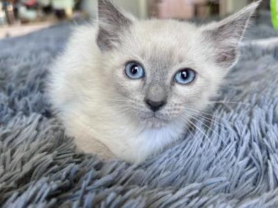 Scarlet - Siamese - Gallery Photo #1
