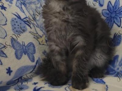 Ada's Littles - Maine Coon - Gallery Photo #1