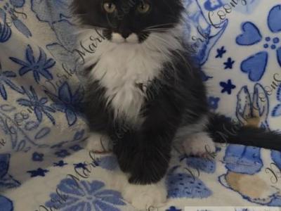 Slinkz Littles - Maine Coon - Gallery Photo #1