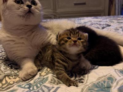 Layla And Storm - Scottish Fold - Gallery Photo #1