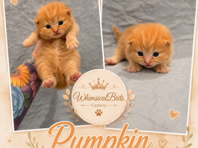 Juno's Tea Party Litter - British Shorthair - Gallery Photo #1