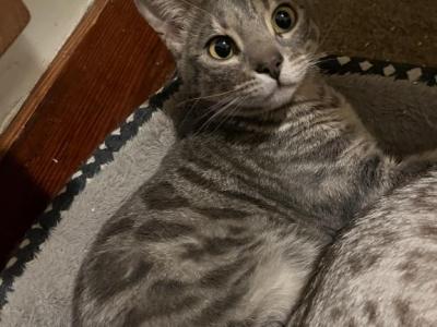 Solo - Bengal - Gallery Photo #1