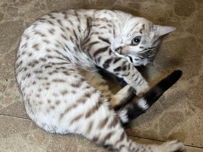 Sunshine - Bengal - Gallery Photo #1