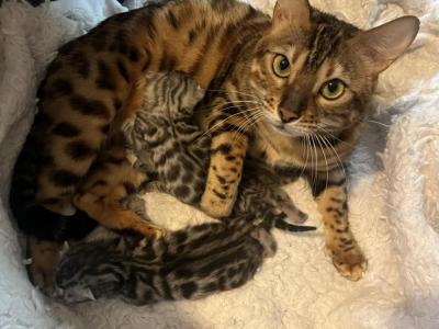 Zoe Litter May - Bengal - Gallery Photo #1