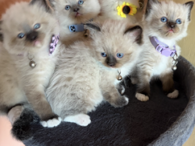 Ragdolls - Ragdoll - Gallery Photo #1