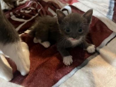 Newupdatedpicsofbabies - Manx - Gallery Photo #1