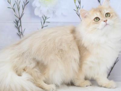 Queen - British Shorthair - Gallery Photo #1